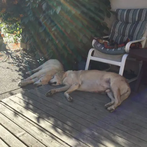 Two LVH patients sleeping peacefully on a porch